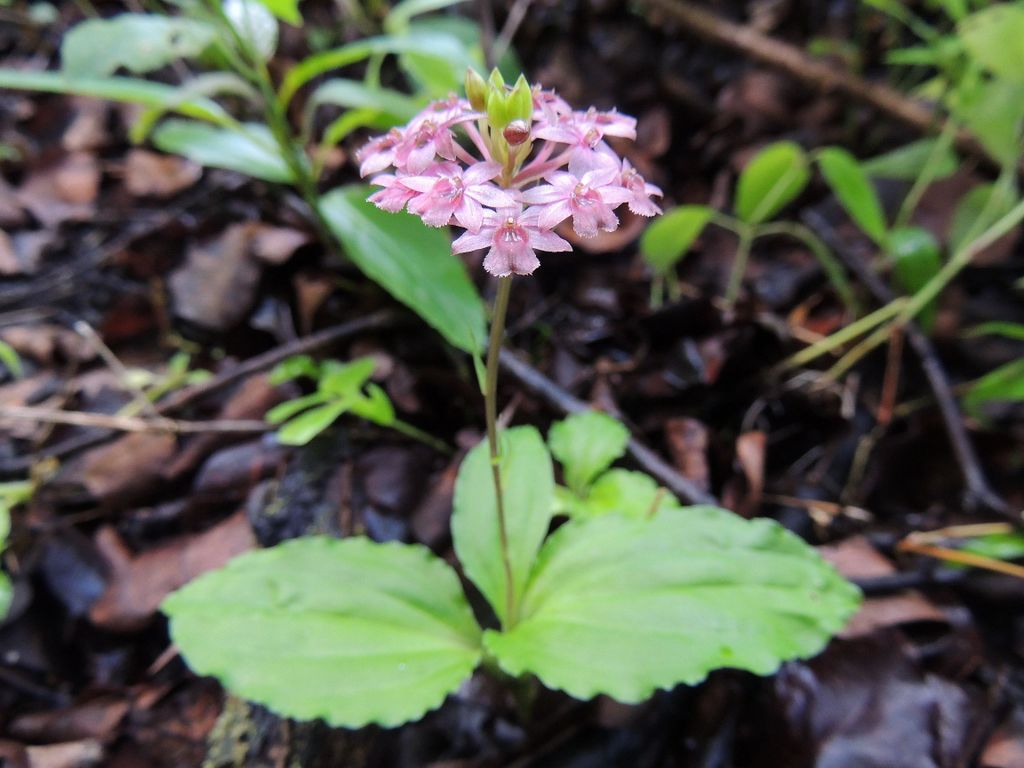 Malaxis maclaudii Malaxis maclaudii