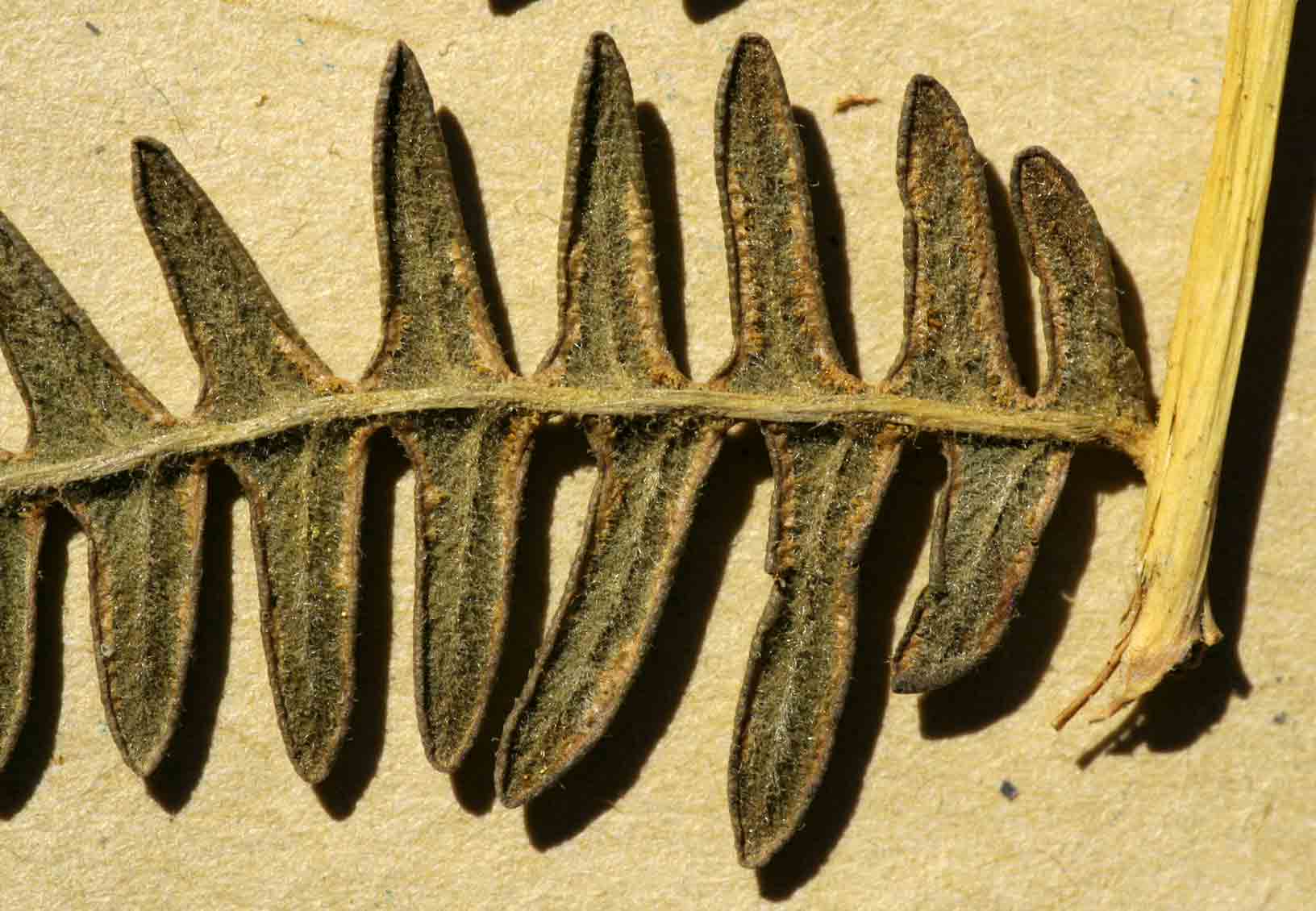 Pteridium aquilinum subsp. capense Pteridium aquilinum subsp. capense
