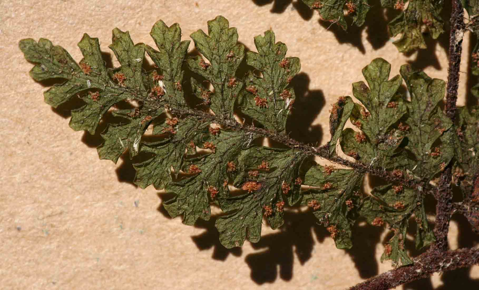 Hypolepis sparsisora Hypolepis sparsisora