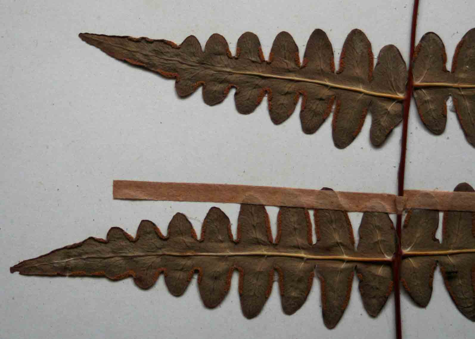 Histiopteris incisa Histiopteris incisa