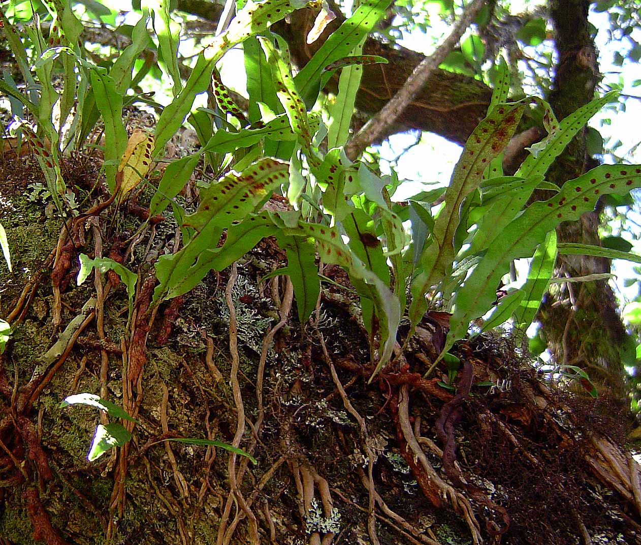 Lepisorus excavatus Lepisorus excavatus