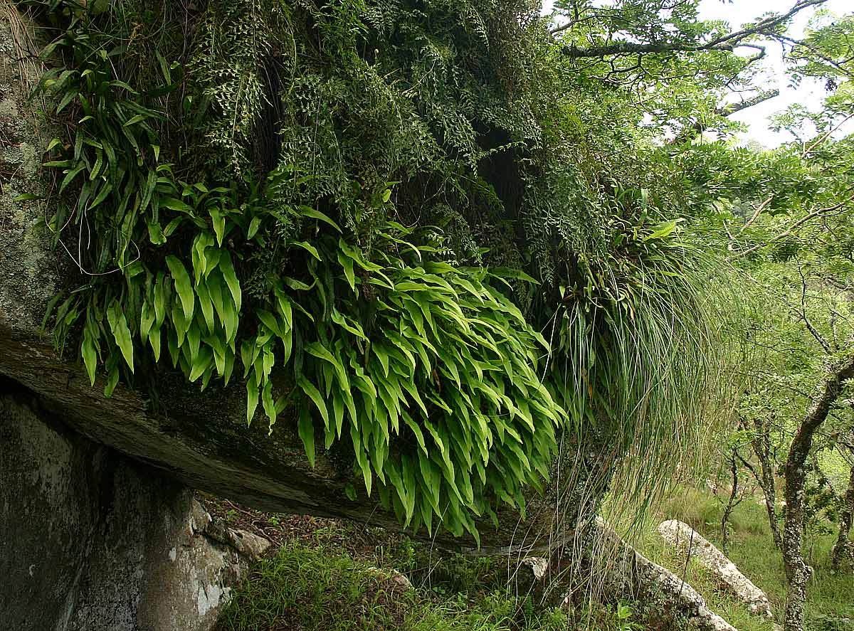 Lepisorus excavatus Lepisorus excavatus