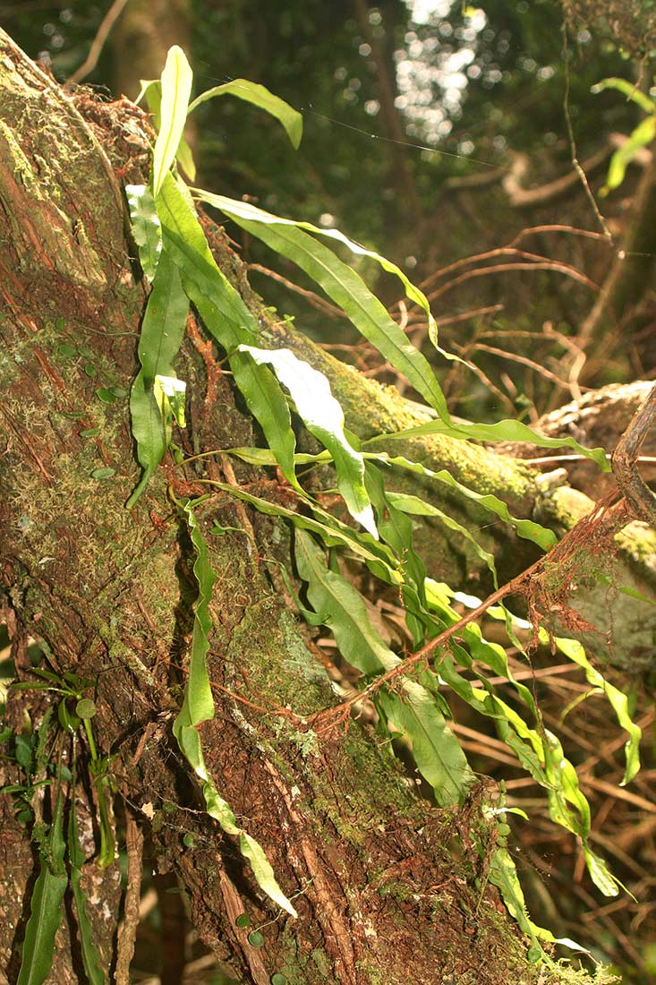 Lepisorus excavatus Lepisorus excavatus