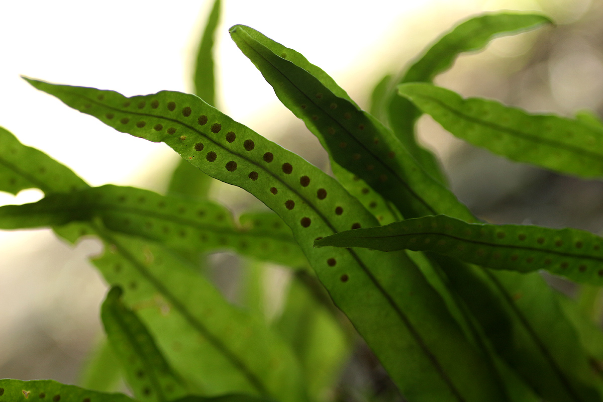 Lepisorus excavatus Lepisorus excavatus