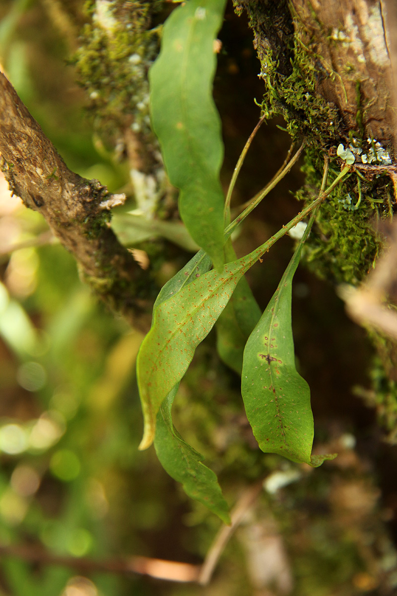 Pleopeltis macrocarpa Pleopeltis macrocarpa