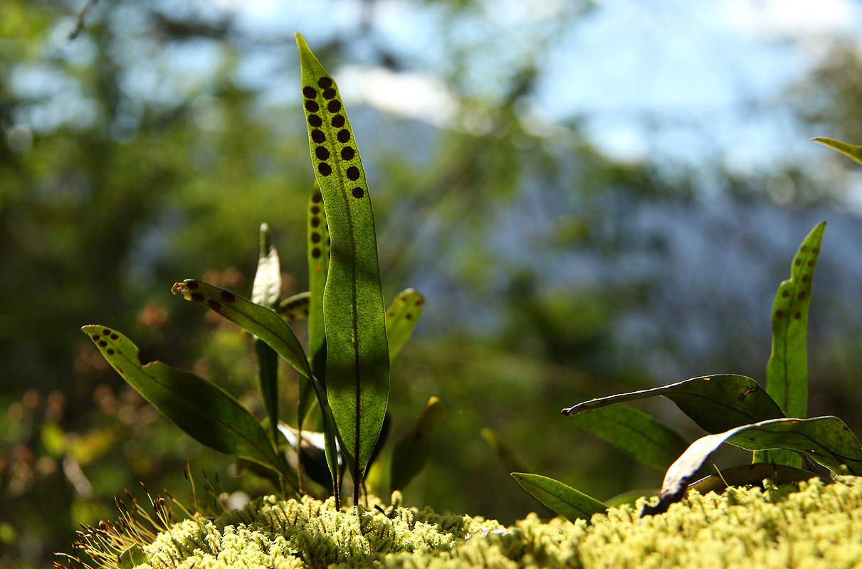 Pleopeltis macrocarpa Pleopeltis macrocarpa