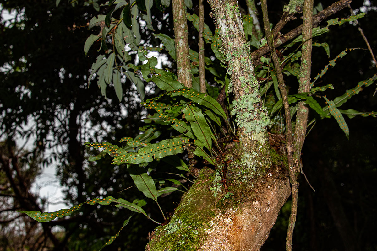 Pleopeltis macrocarpa Pleopeltis macrocarpa