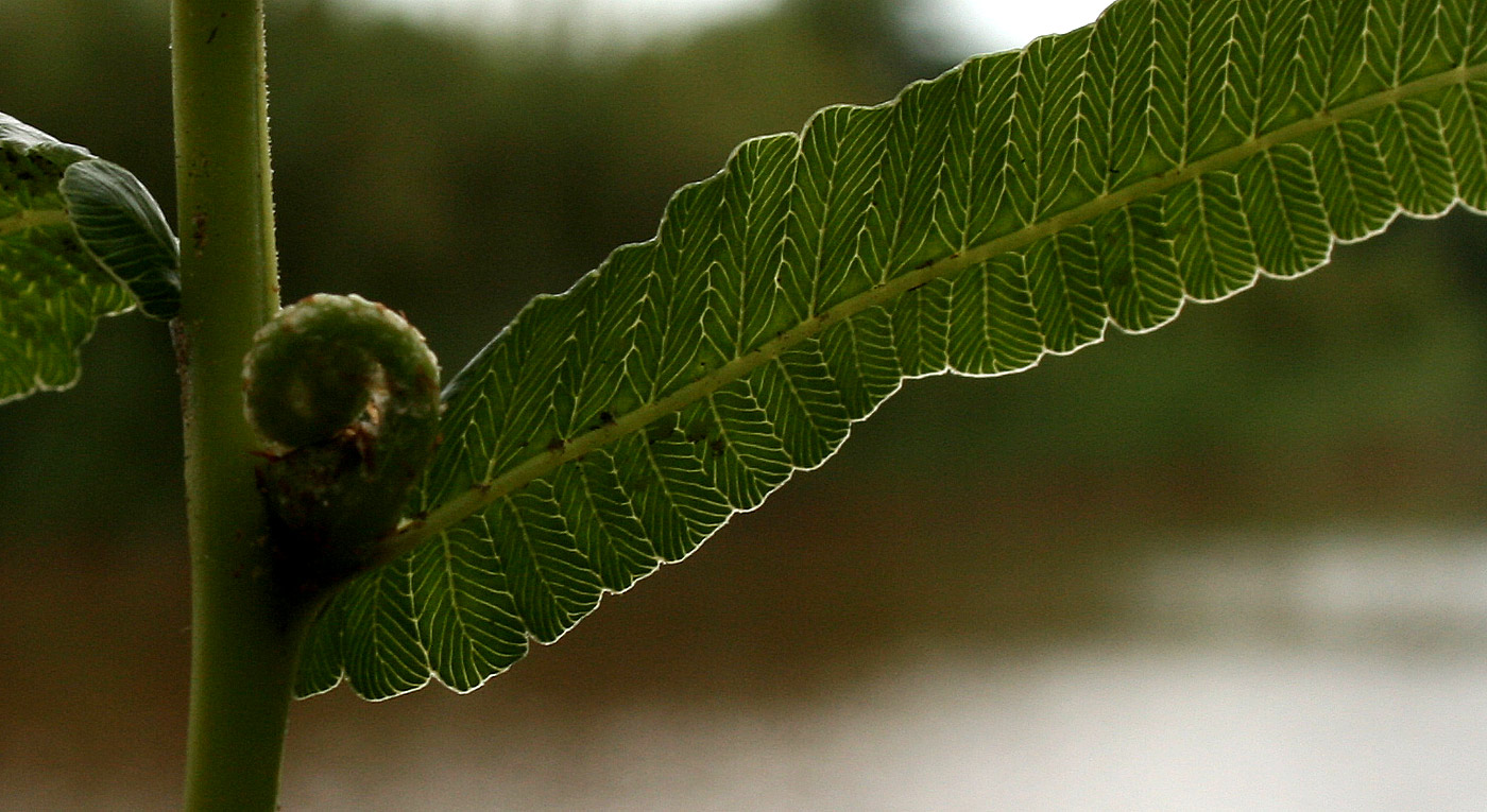 Ampelopteris prolifera