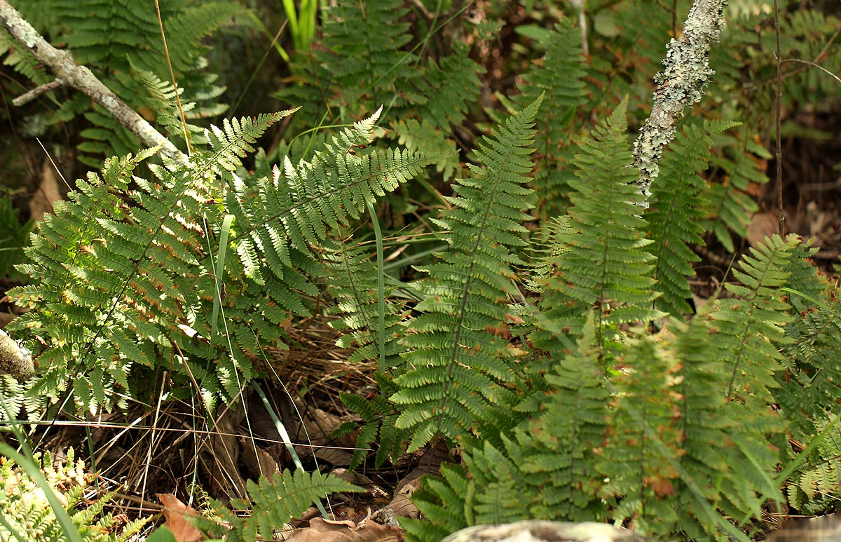 Arthropteris orientalis Arthropteris orientalis