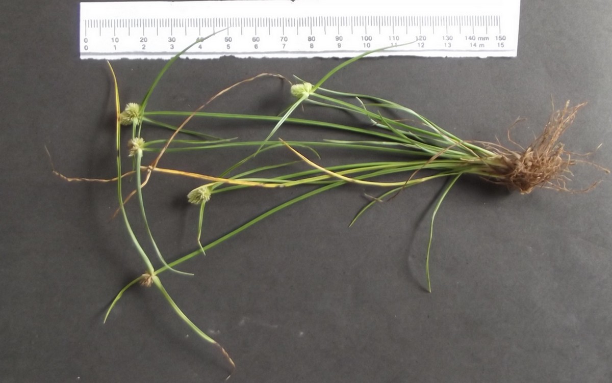 Lipocarpha nana Lipocarpha nana