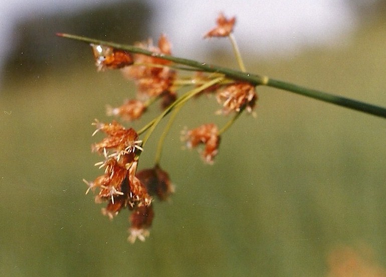 Schoenoplectus corymbosus Schoenoplectus corymbosus
