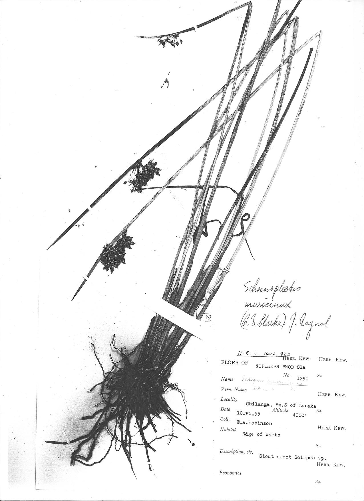 Schoenoplectus muricinux Schoenoplectus muricinux