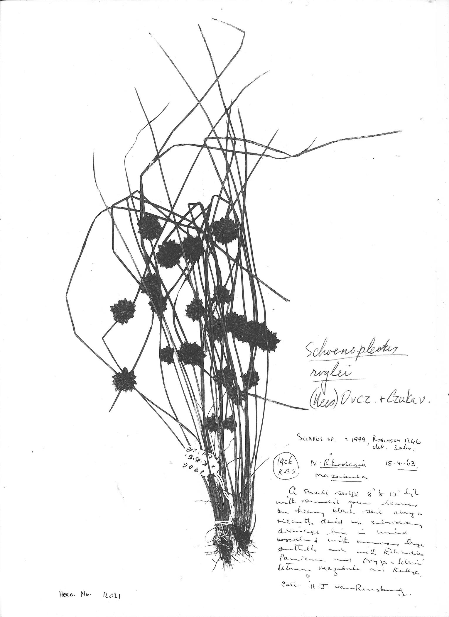 Schoenoplectiella roylei Schoenoplectiella roylei