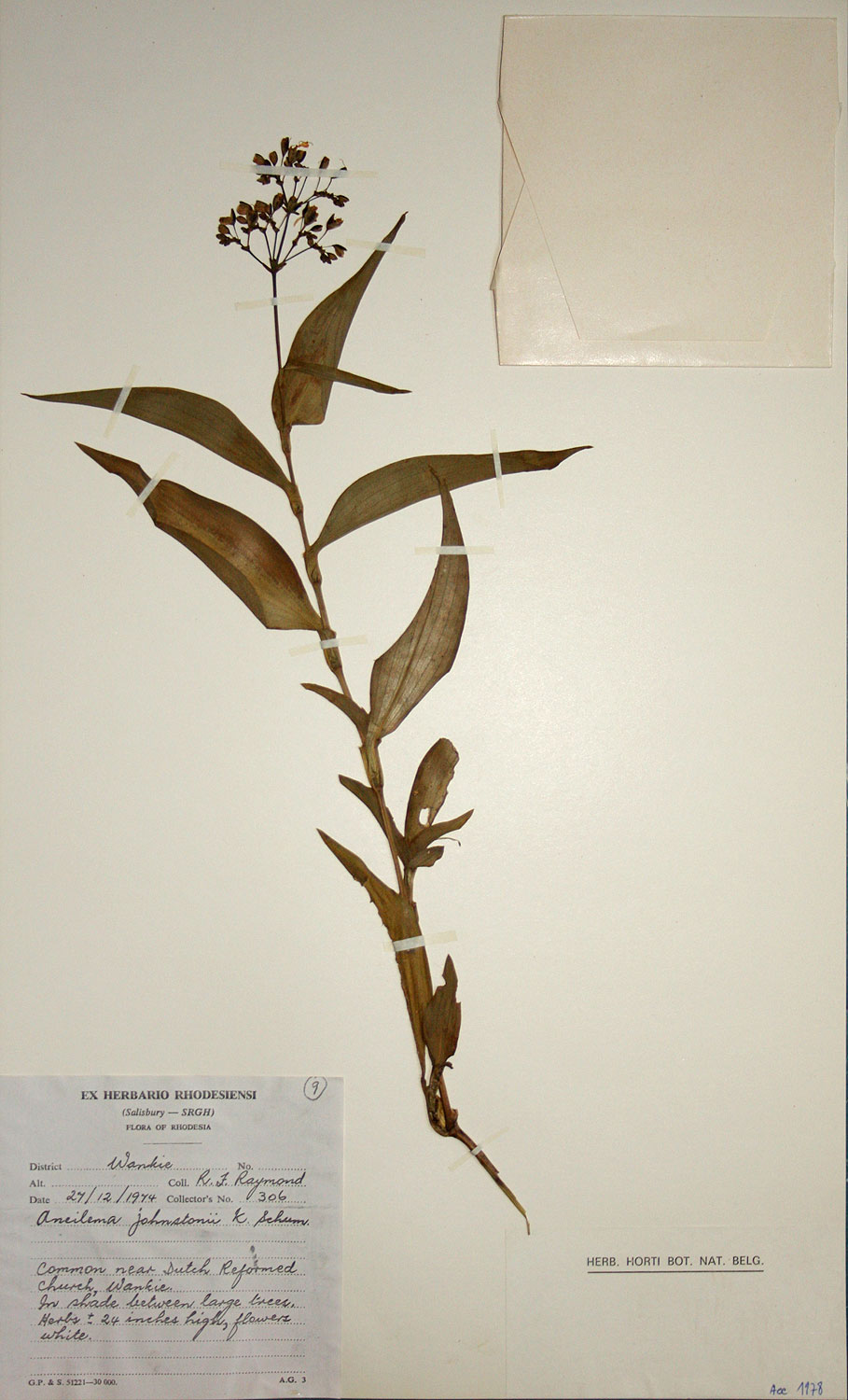 Aneilema johnstonii Aneilema johnstonii