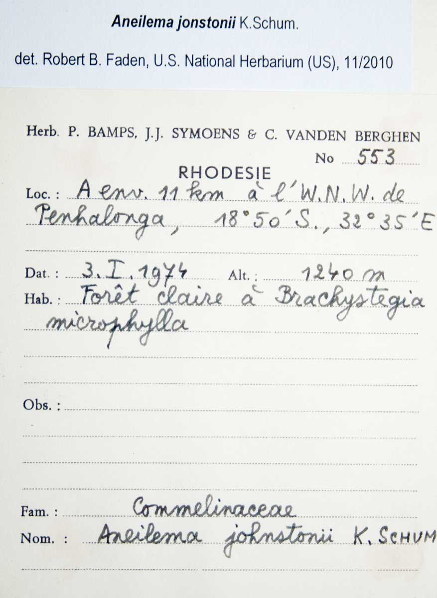 Aneilema johnstonii Aneilema johnstonii