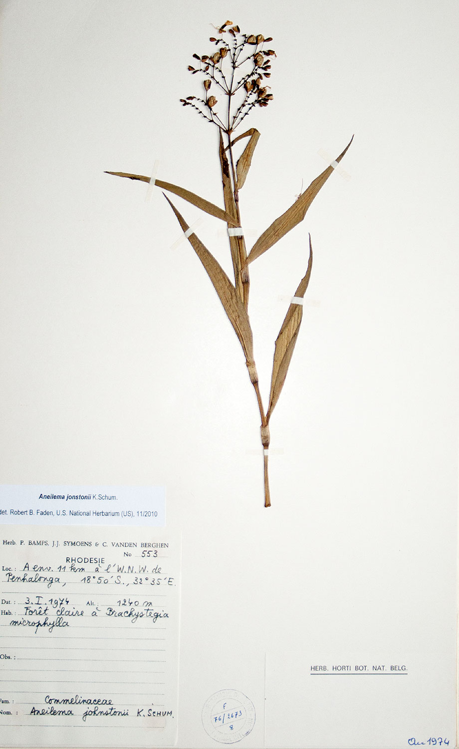 Aneilema johnstonii Aneilema johnstonii