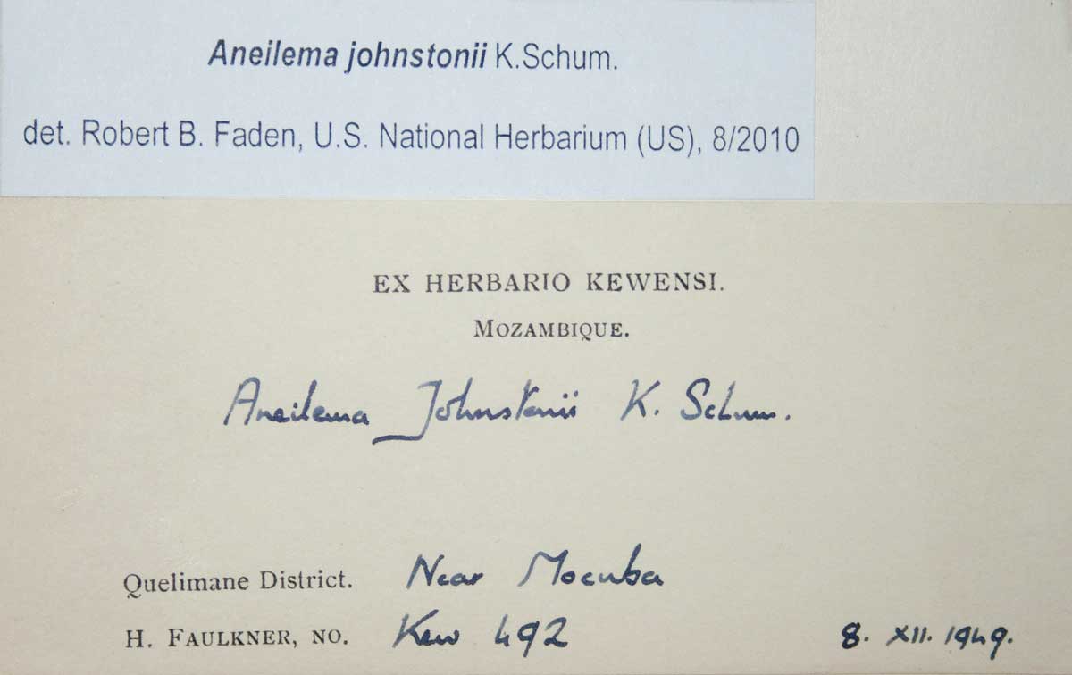 Aneilema johnstonii Aneilema johnstonii