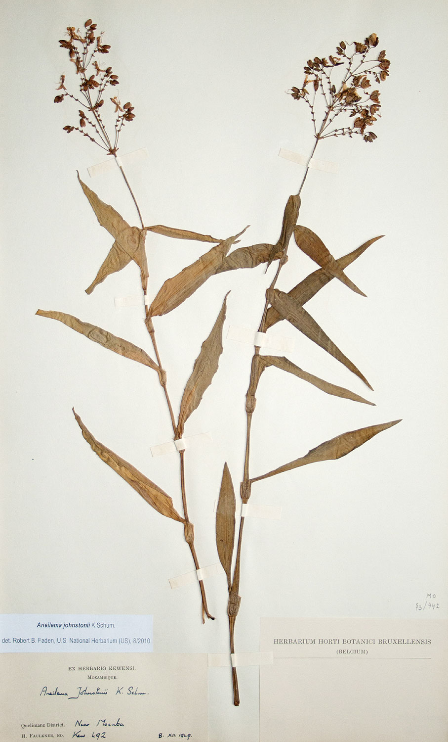 Aneilema johnstonii Aneilema johnstonii