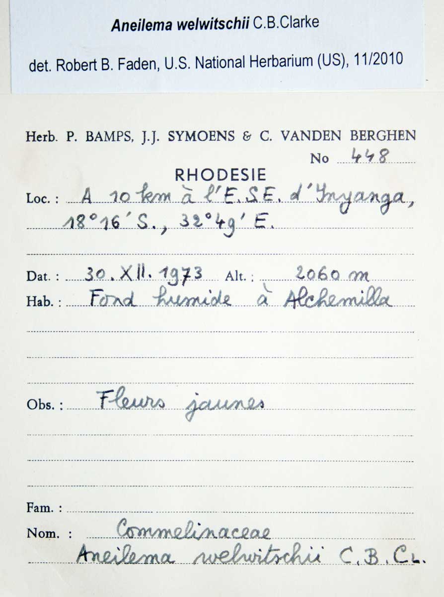 Aneilema welwitschii Aneilema welwitschii