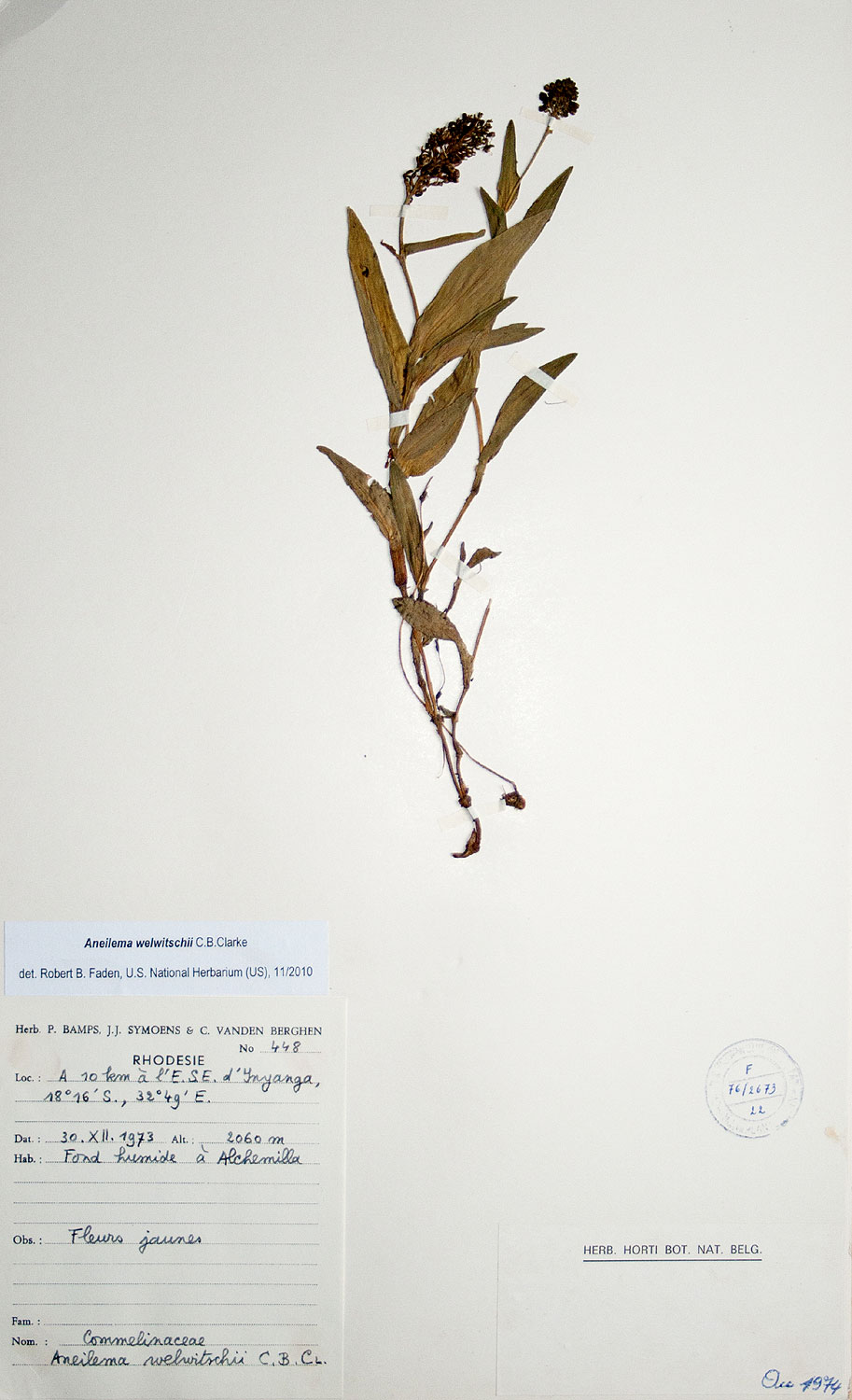 Aneilema welwitschii Aneilema welwitschii