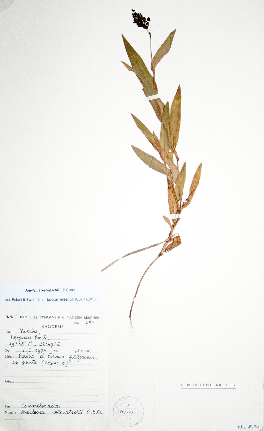 Aneilema welwitschii Aneilema welwitschii