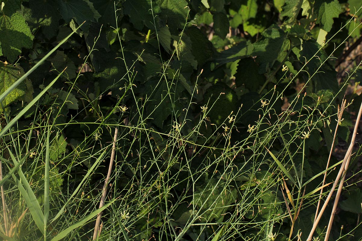 Trachyandra arvensis Trachyandra arvensis