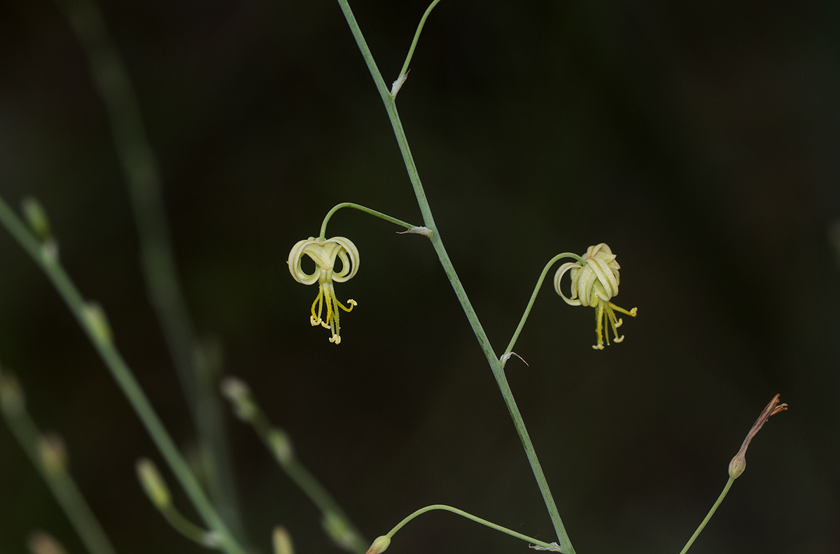 Trachyandra arvensis Trachyandra arvensis