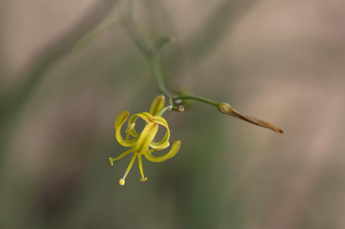 Trachyandra arvensis Trachyandra arvensis