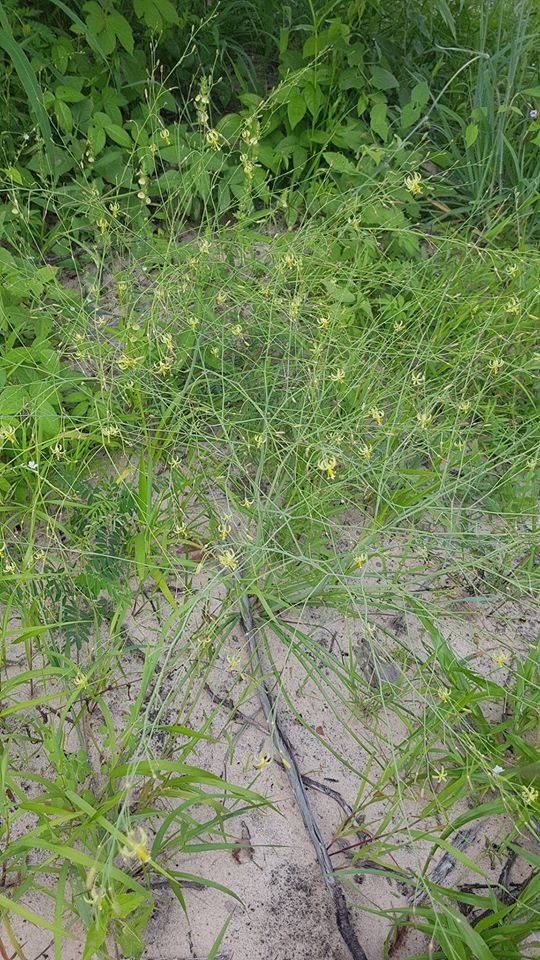 Trachyandra arvensis Trachyandra arvensis