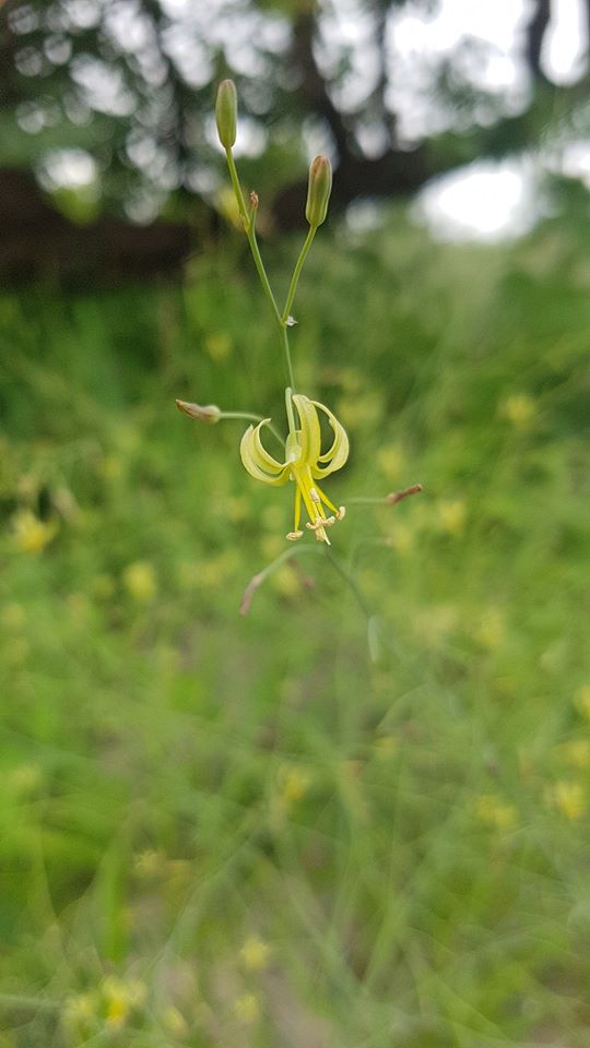 Trachyandra arvensis Trachyandra arvensis