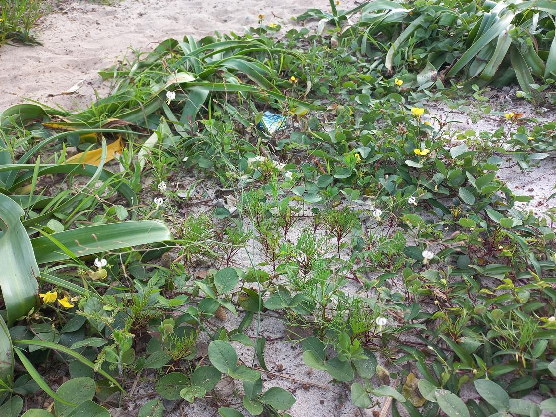 Trachyandra arvensis Trachyandra arvensis