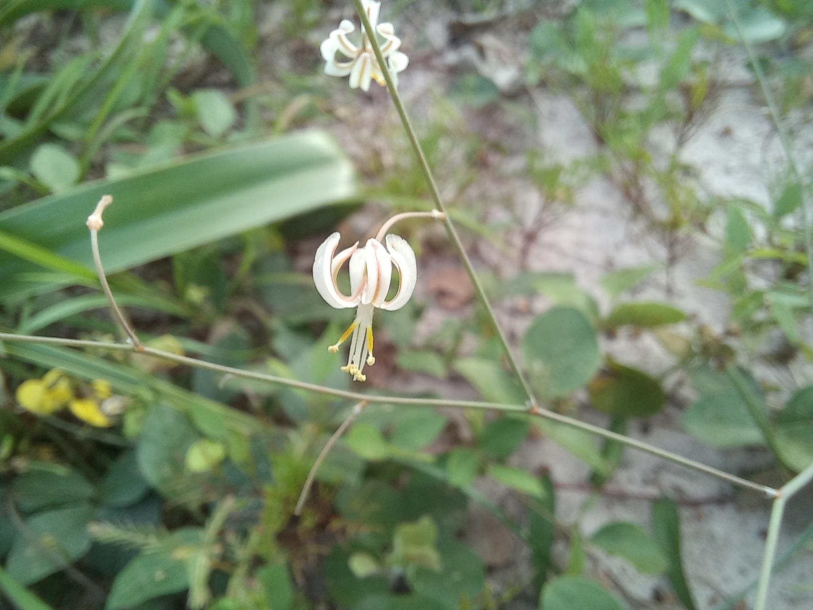 Trachyandra arvensis Trachyandra arvensis