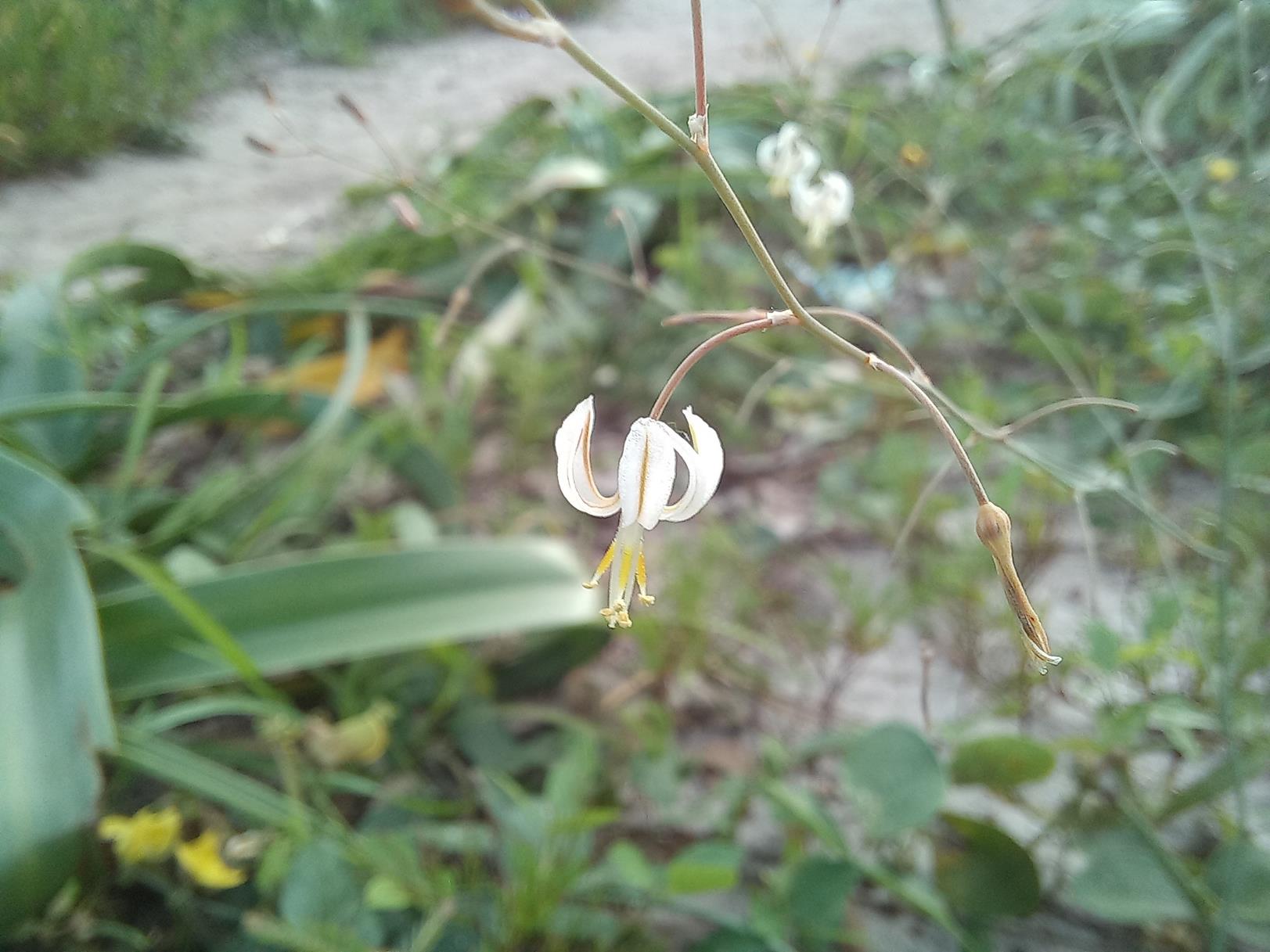 Trachyandra arvensis Trachyandra arvensis