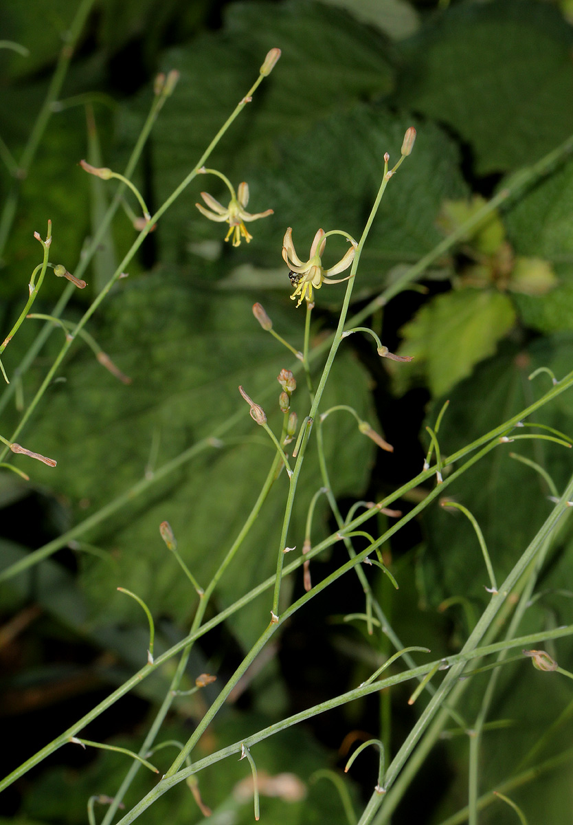 Trachyandra arvensis Trachyandra arvensis