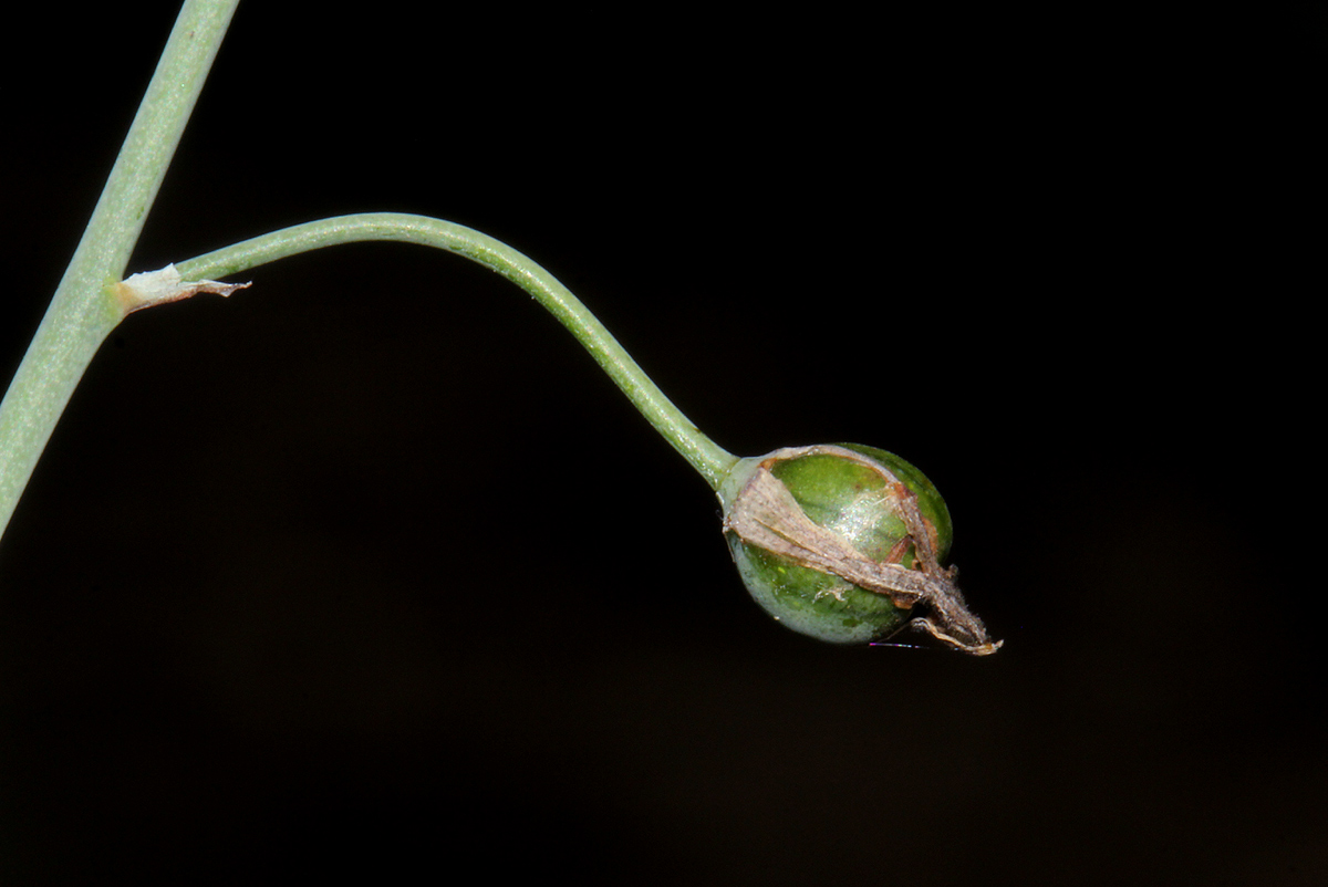 Trachyandra arvensis Trachyandra arvensis