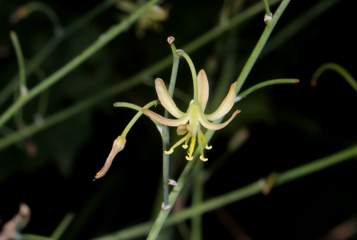 Trachyandra arvensis Trachyandra arvensis