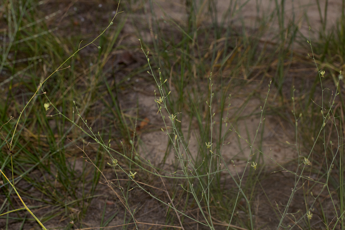 Trachyandra arvensis Trachyandra arvensis