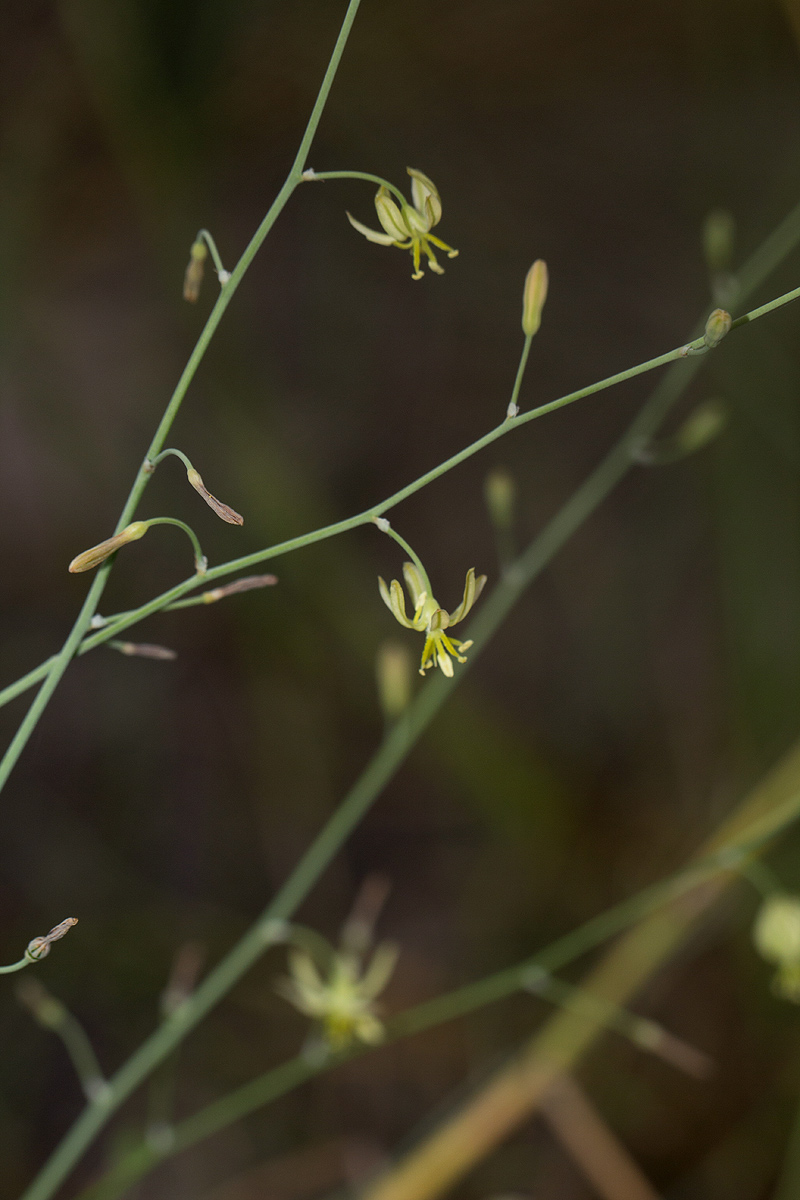 Trachyandra arvensis Trachyandra arvensis