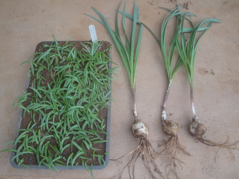 Drimia indica Drimia indica