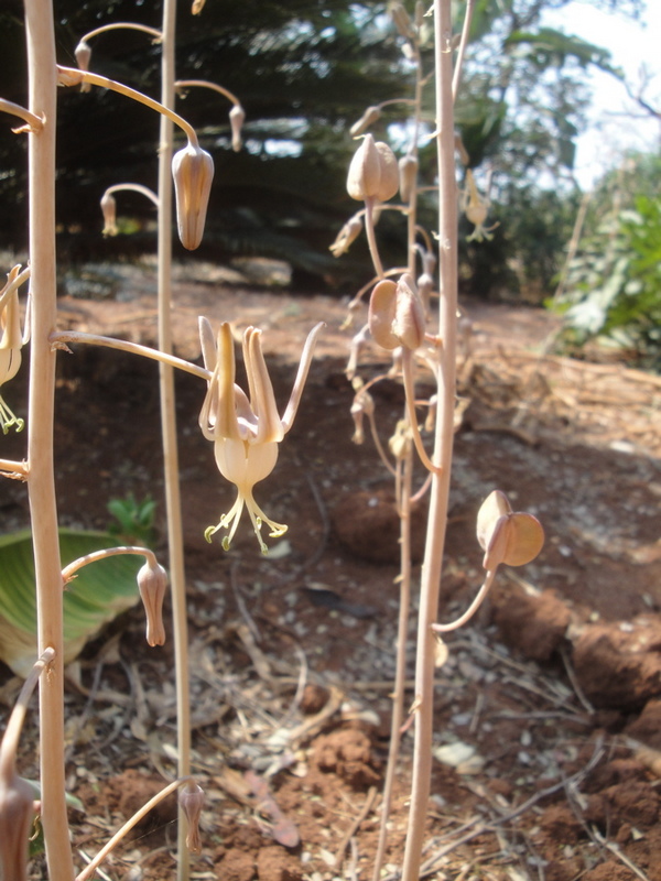 Drimia indica Drimia indica