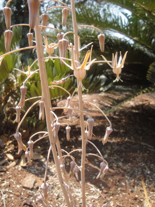 Drimia indica Drimia indica