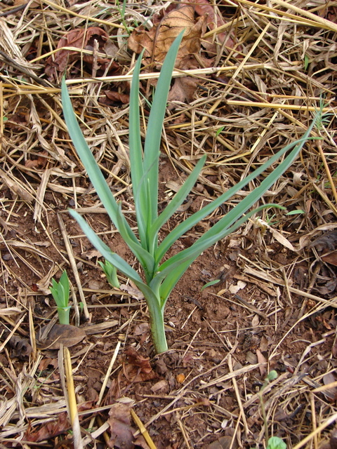 Drimia indica Drimia indica