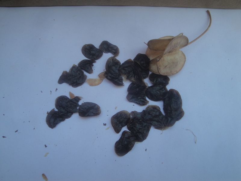 Drimia indica Drimia indica