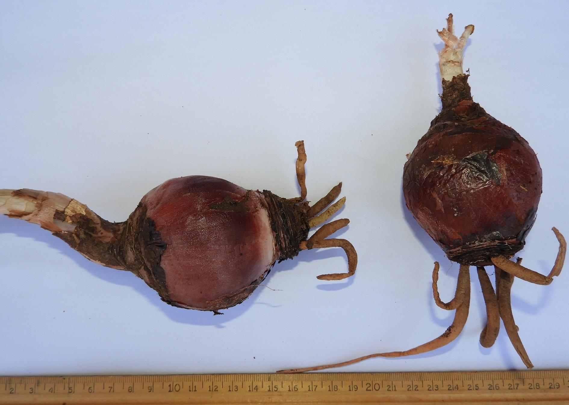 Drimia sanguinea Drimia sanguinea