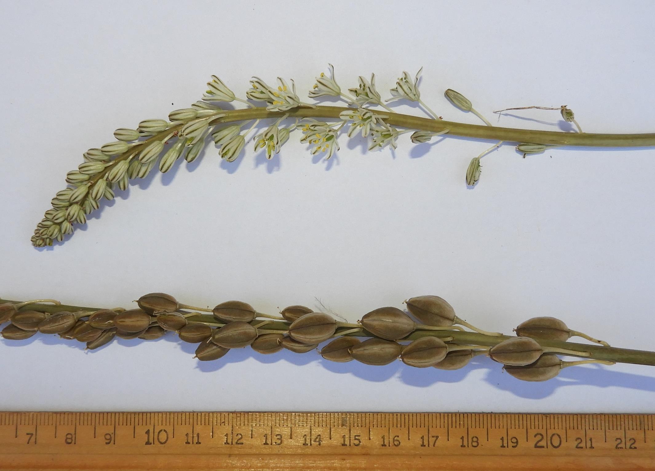 Drimia sanguinea Drimia sanguinea