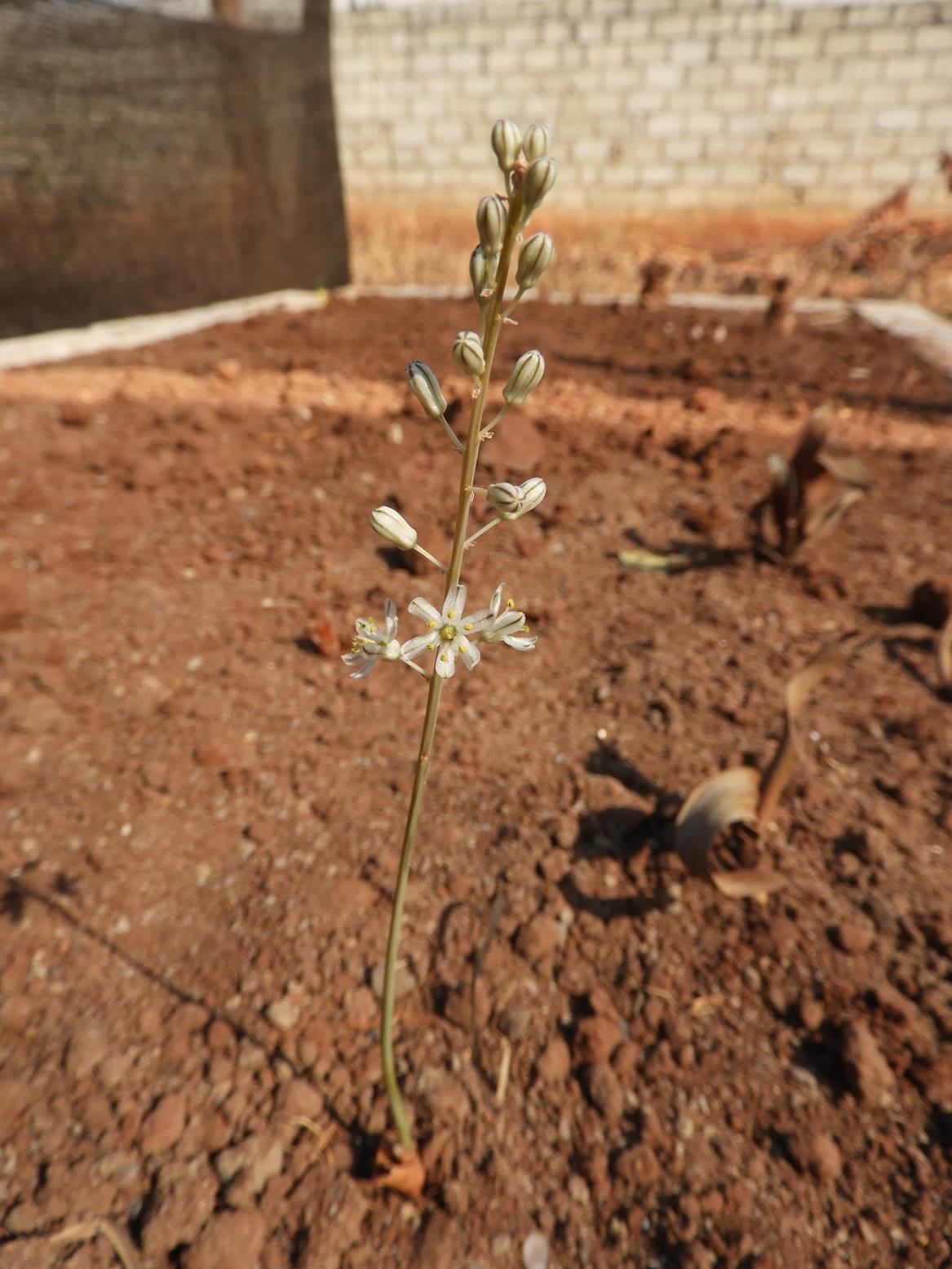 Drimia sanguinea Drimia sanguinea