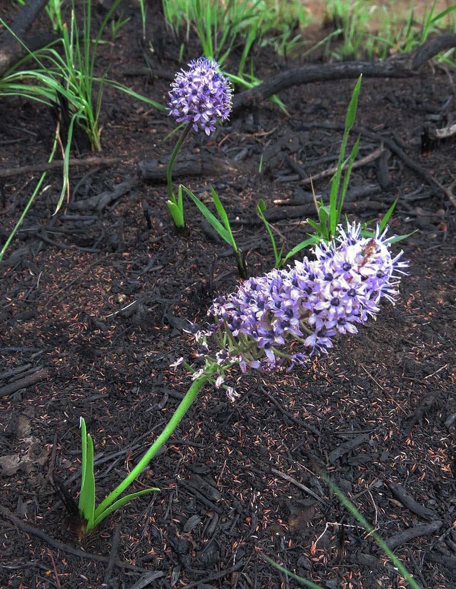 Schizocarphus nervosus Schizocarphus nervosus