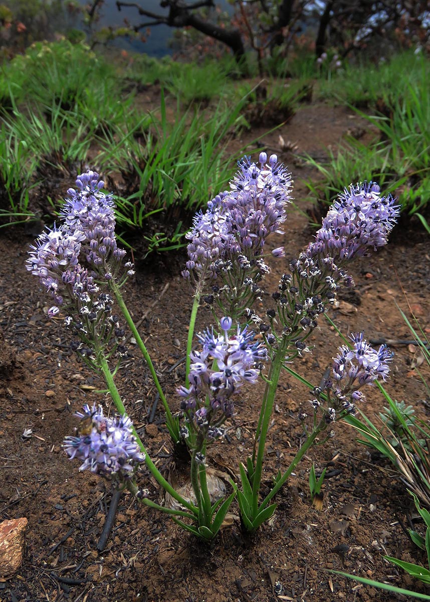 Schizocarphus nervosus Schizocarphus nervosus