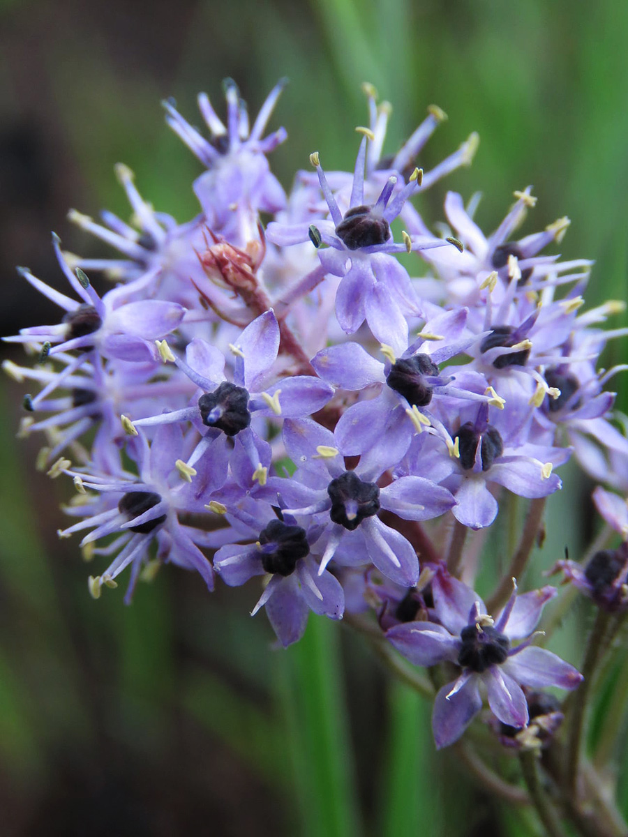 Schizocarphus nervosus Schizocarphus nervosus