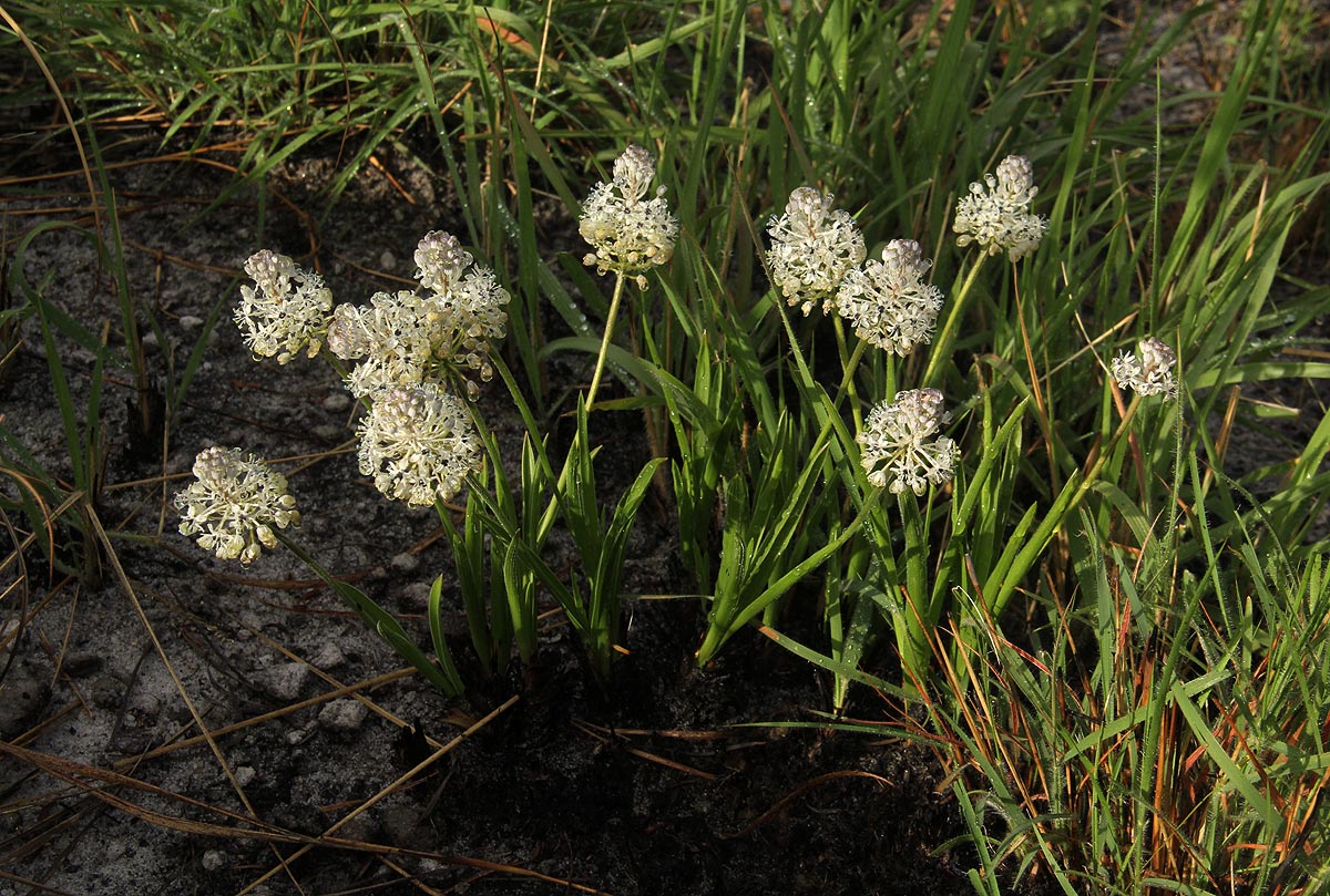 Schizocarphus nervosus Schizocarphus nervosus